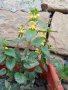 Жълта мъртва коприва , снимка 1 - Градински цветя и растения - 44424508