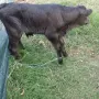 Мъжко Теле Ямбол , снимка 4