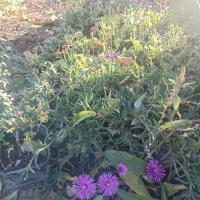 Цвете Лампрантус , снимка 1 - Градински цветя и растения - 44761119