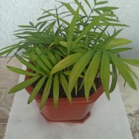 Хамедорея, снимка 1 - Стайни растения - 41902846