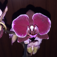 Орхидея фаленопсис Montpellier, снимка 1 - Стайни растения - 36037939