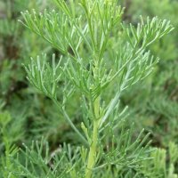 Храстовиден пелин (Artemisia abrotanum) - Лечебен, снимка 1 - Разсади - 40384087