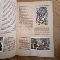 Две стари немски книги , снимка 5 - Други ценни предмети - 40309287