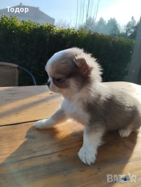 Продавам мини чихуахуа , снимка 1