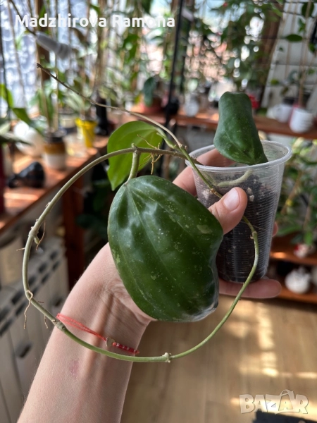 Latifolia splash , снимка 1