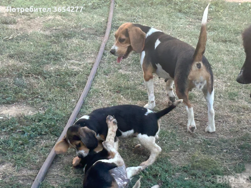 Малки сладури!, снимка 1