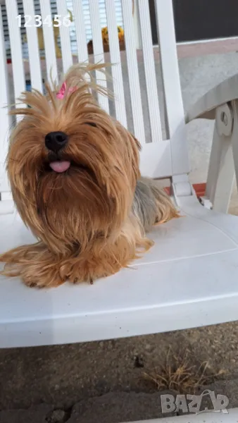  Женски  йорки, снимка 1