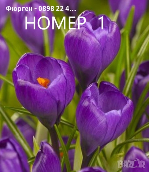  Минзухар - луковици  , снимка 1