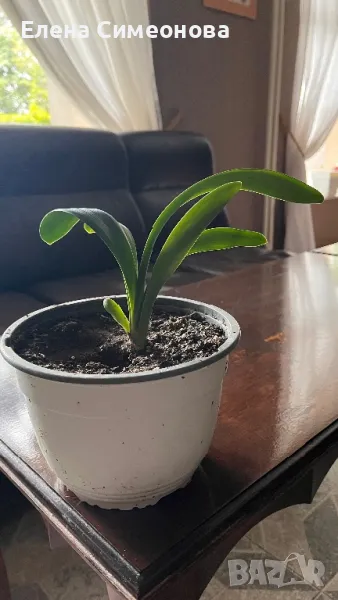 Кливия , снимка 1