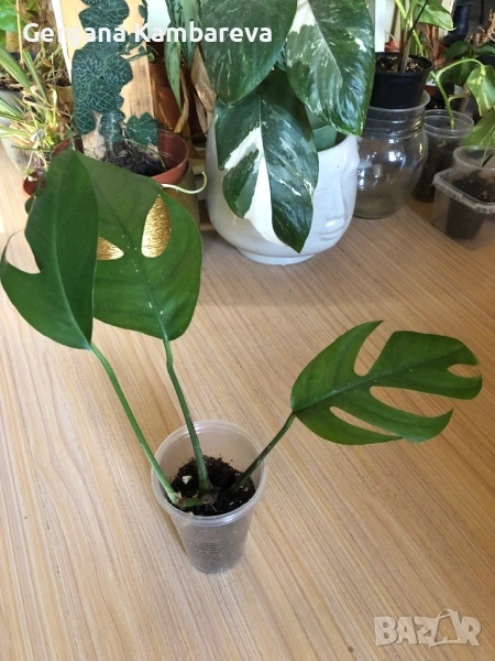 Epipremnum pinnatum Baltic Blue , снимка 1