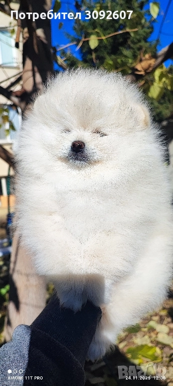 Померан момче, снимка 1