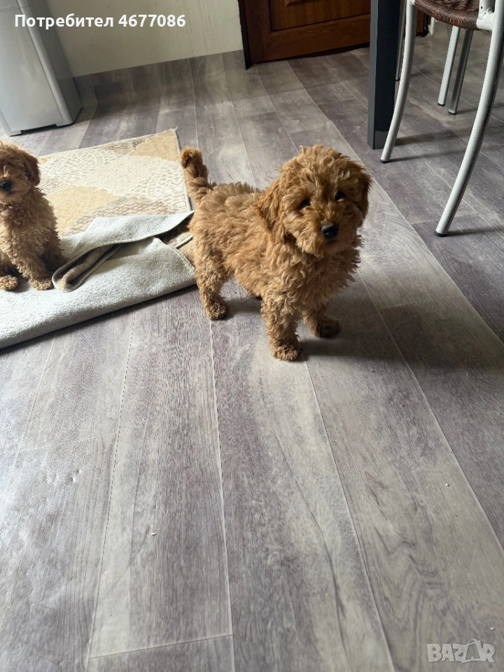 mini Toypudel  мъжко и женско на 3 месеца, снимка 1