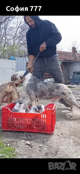 малки и страхотни бебета американско були, снимка 1