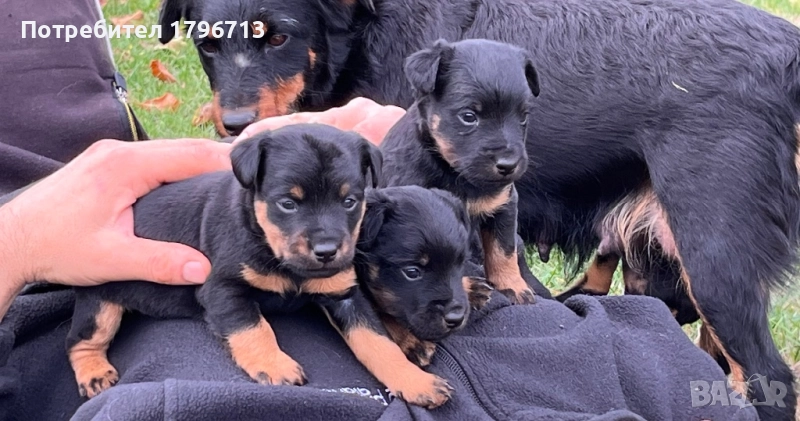 Ягдтериер кученца, снимка 1