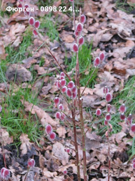 Върба - Salix gracilistyla 'Mount Aso' ( грацилистяла' моунт асо' ), снимка 1