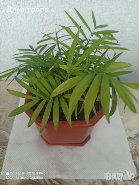 Хамедорея, снимка 1