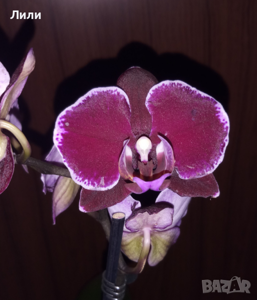 Орхидея фаленопсис Montpellier, снимка 1