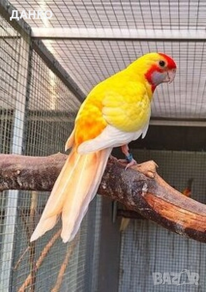 СВОБОДНИ ПЕНАНТОВИ РОЗЕЛИ-МУТАЦИЙ., снимка 1