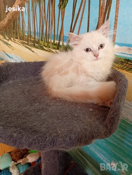 малки персийчета на 4месеца с хигиенни навици., снимка 1