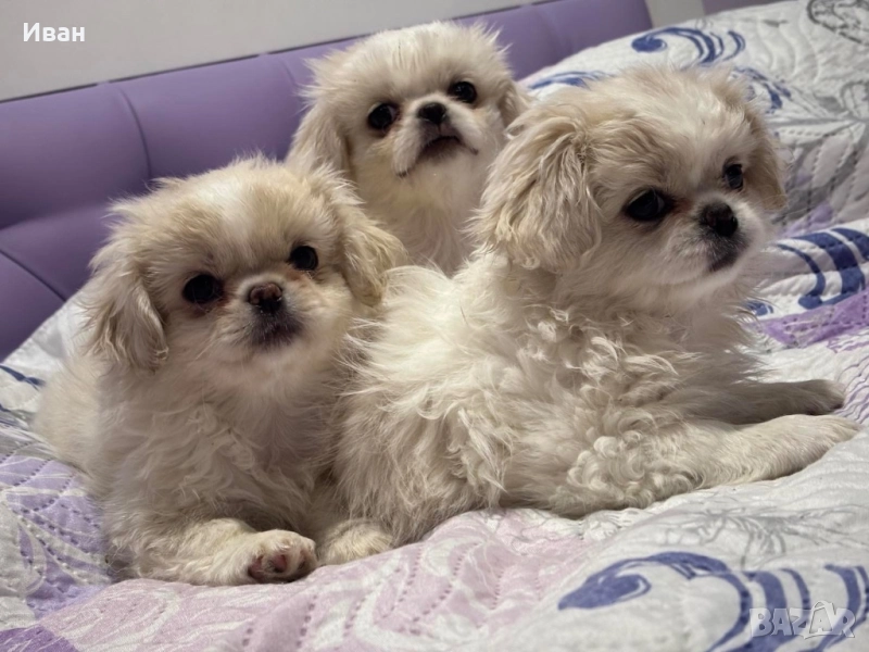 Кученца пекинез бели, снимка 1