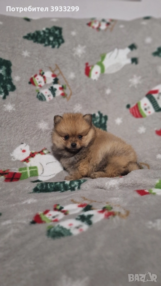 Померан мини померанче момче, снимка 1