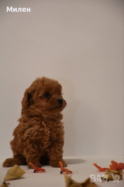 Пудели, Пудели той, снимка 1