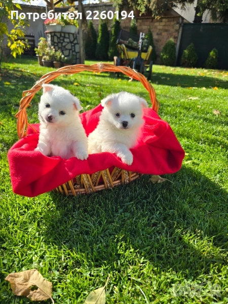 Померан Померанче , снимка 1