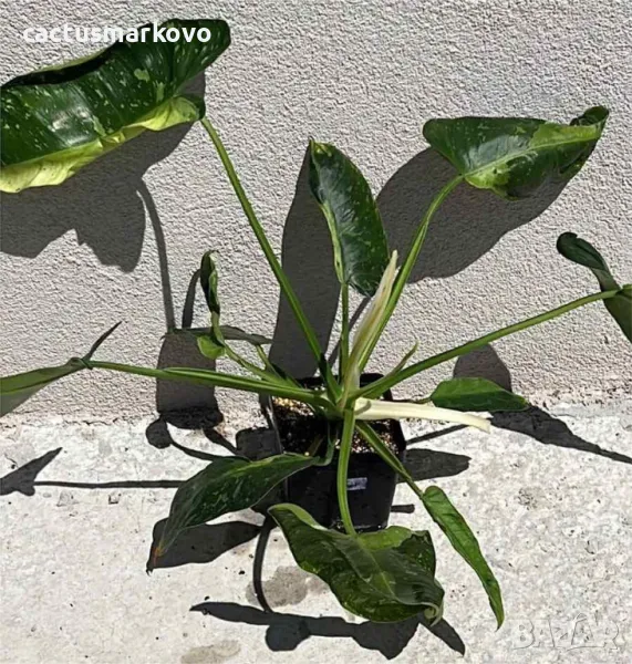 Philodendron Jose Buono, снимка 1