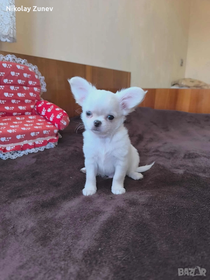 Чихуахуа , снимка 1