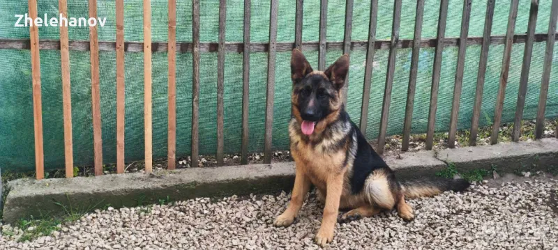 Немска Овчарка от Развъдник "Von Zhelehanov" , снимка 1