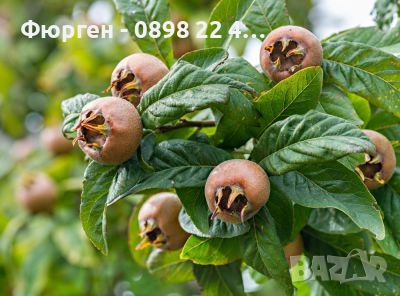 Мушмула  , снимка 1