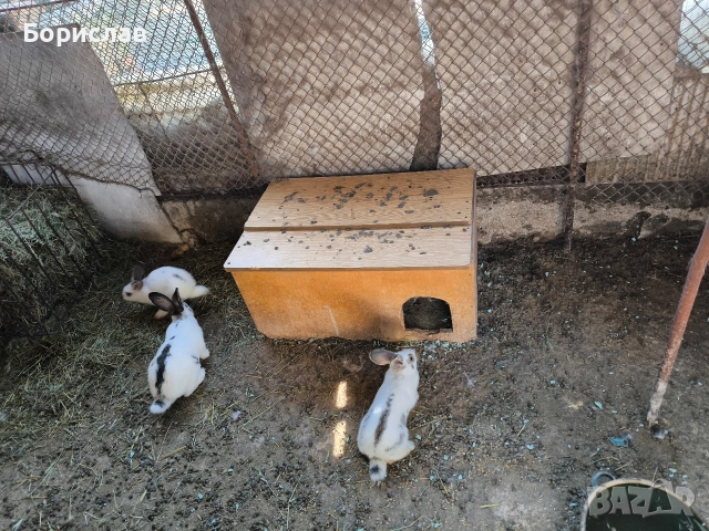 Продавам зайци , снимка 3 - Други - 53848476