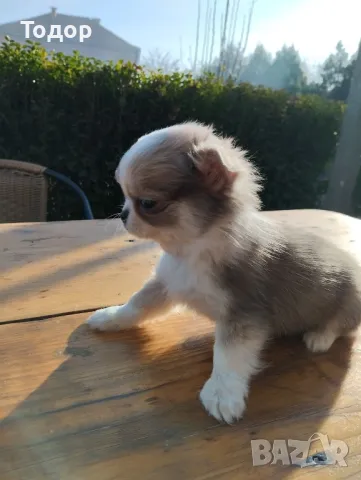 Продавам мини чихуахуа , снимка 1