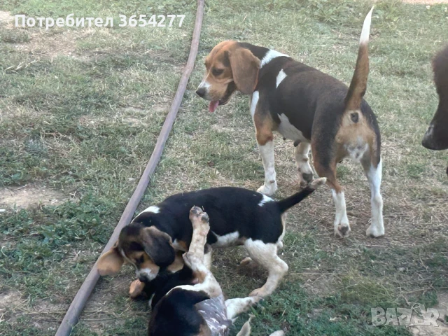 Малки сладури!