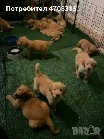 Голдън ретривър момче родословен баща, снимка 4 - Голдън ретривър - 53354373