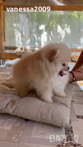 Померани , снимка 14 - Померан - 39236008