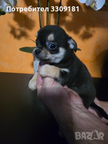 Чихуахуа , снимка 3 - Чихуахуа - 52391990