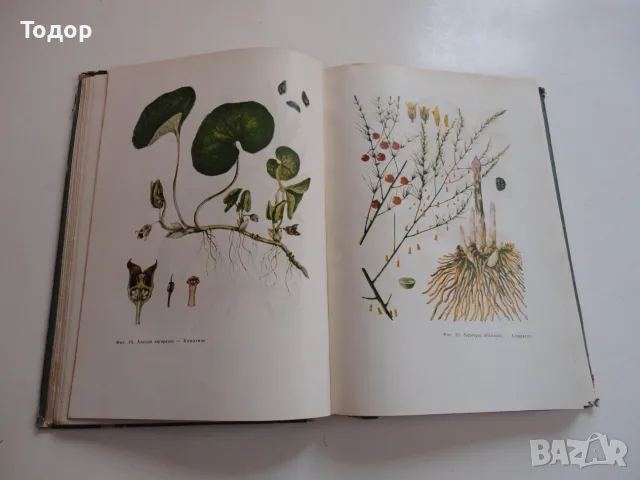 Книга Фитотерапия Лечение с Билки Йорданов 1966, снимка 6 - Специализирана литература - 56241353