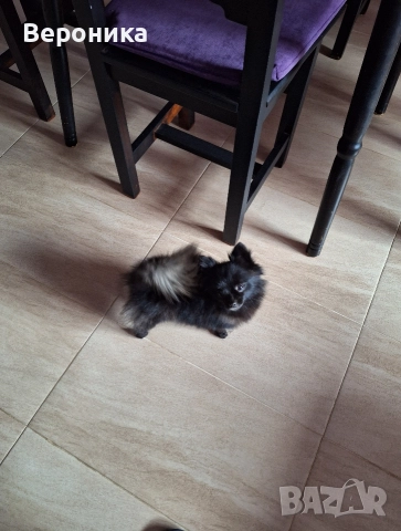 мини момиче черна перла 1.600кг , снимка 4 - Померан - 52698902