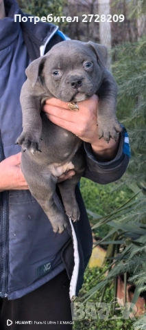 Американско Були Покет/American Bully Pocket , снимка 3 - Питбул - 52860044