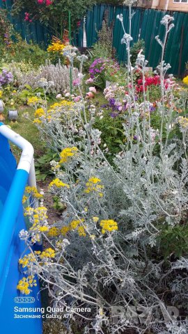 Продавам семена Сенецио/Цинерария , снимка 5 - Сортови семена и луковици - 41612963