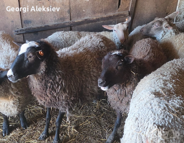 4 броя Романовски овце, снимка 12 - Овце - 53627321