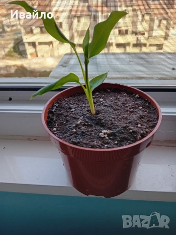 Кардамон, снимка 2 - Градински цветя и растения - 44394041