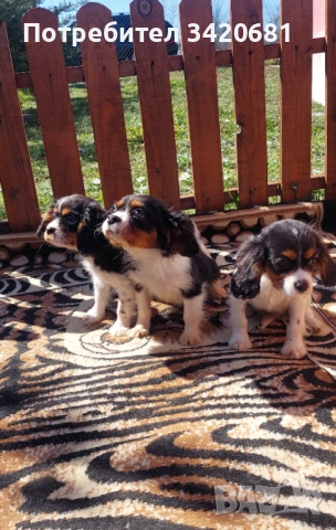 Кавалер кинг чарлз шпаньол , снимка 3 - Кавалер кинг чарлз шпаньол - 53783546