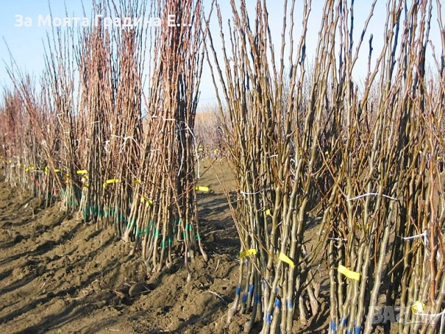 Бадем , снимка 6 - Градински цветя и растения - 53618176