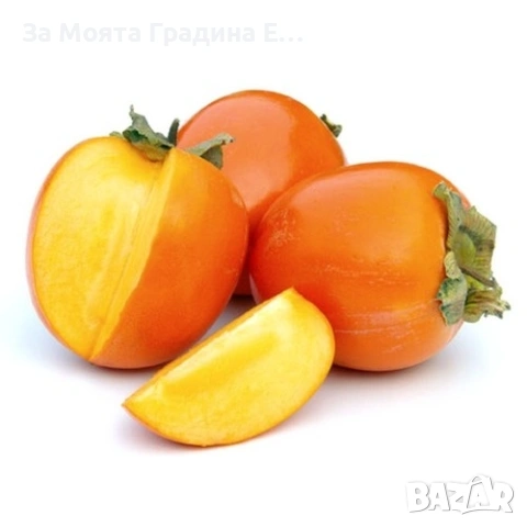 Райска ябълка - Фую, снимка 6 - Градински цветя и растения - 53619430