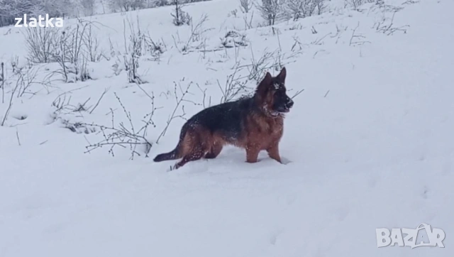 Продавам немска овчарка, снимка 2 - Немска овчарка - 53065375