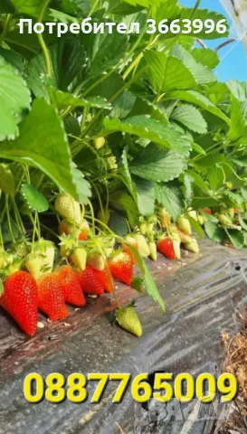 Продавам елитен разсад ягоди и малини , снимка 13 - Разсади - 40037822