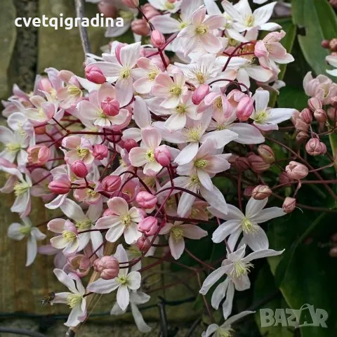 Blossom (Клематис Ябълков цвят) Вечнозелен