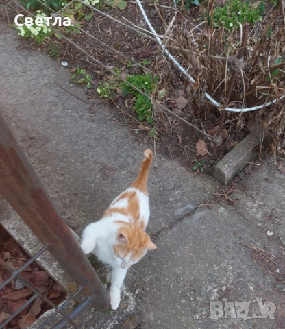 Търся дом за мъжко коте, снимка 2 - Други - 53803326